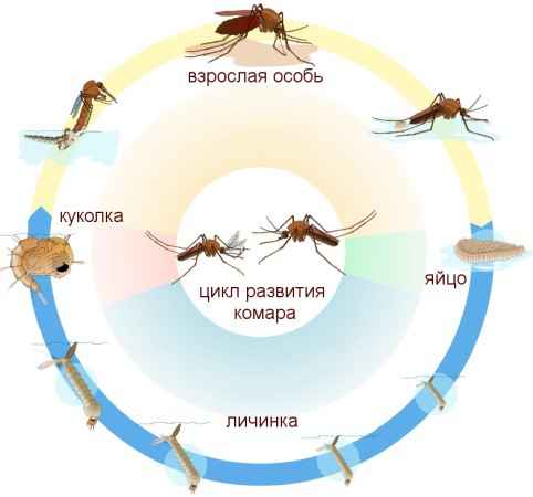 На фото описан цикл развития комара